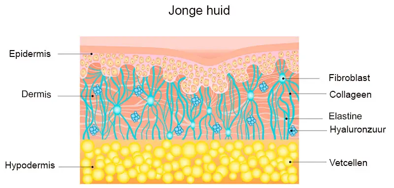 anti-aging jonge huid